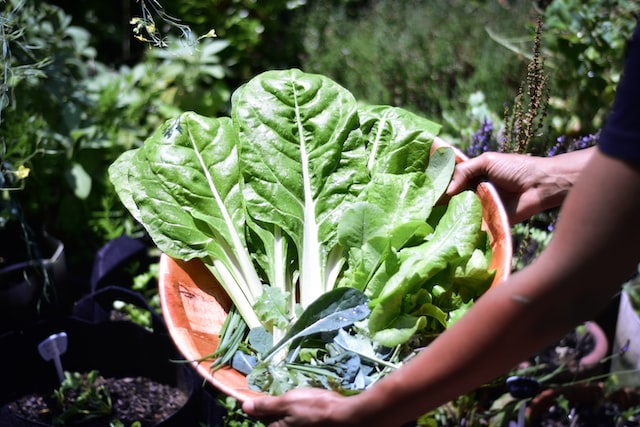 Organic Gardening 